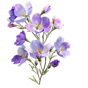 Galaxy Nails And Spa